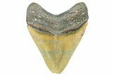 Serrated, Fossil Megalodon Tooth - North Carolina #371663-2